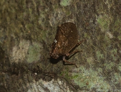 Cotylana angustifrons