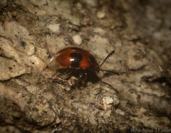 Stenotarsus bimaculipennis