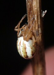 Araneus pratensis