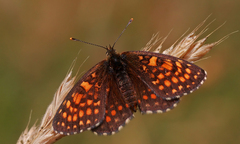 Melitaea britomartis