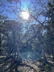 Quercus sinuata