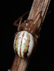 Araneus pratensis