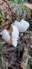 Oudemansiella australis