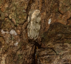 Barea subviridella