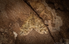 Crasilogia gressitti