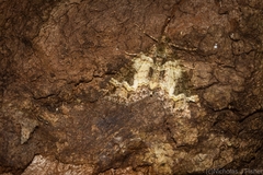 Crasilogia gressitti