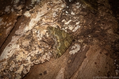 Crasilogia gressitti