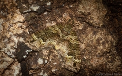 Crasilogia gressitti