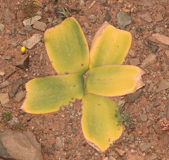 Brunsvigia bosmaniae
