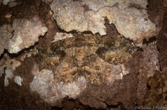 Paradromulia ambigua