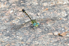 Austrogomphus australis