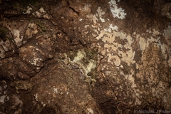 Crasilogia gressitti