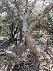 Quercus sinuata