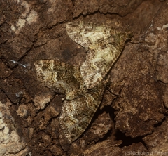 Crasilogia gressitti