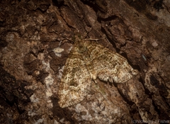 Crasilogia gressitti