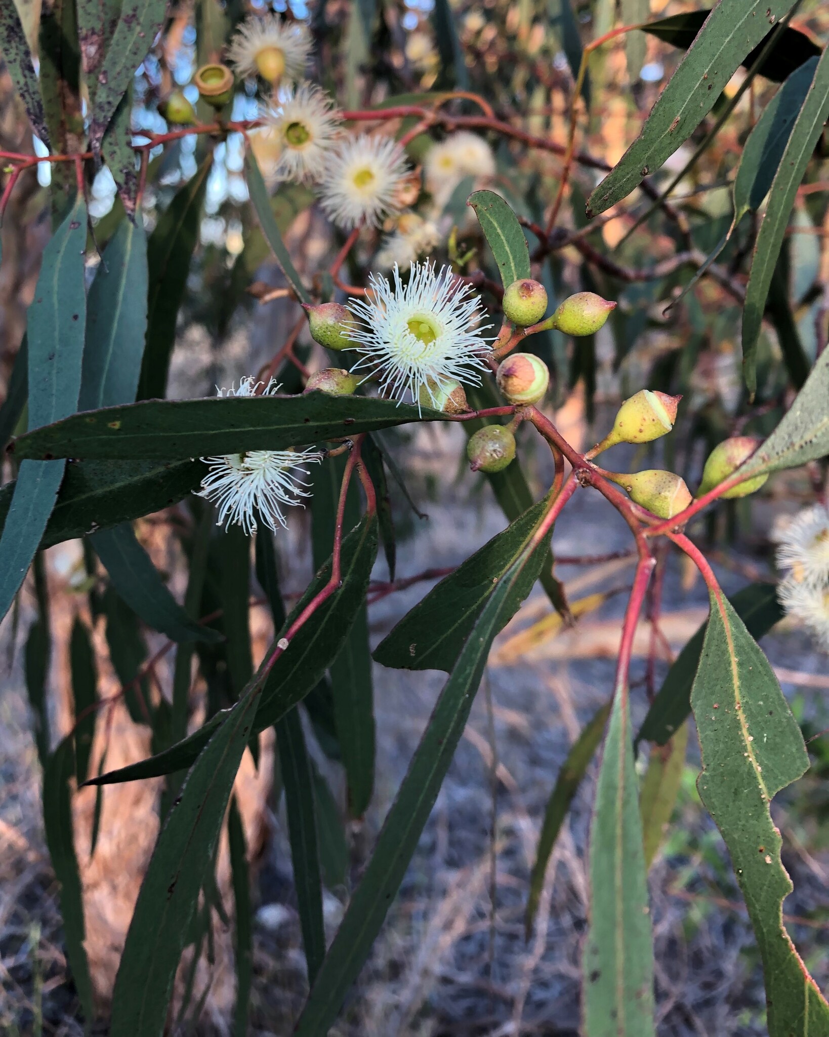 Myrtaceae