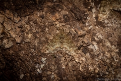 Crasilogia gressitti