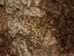 Crasilogia gressitti