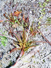 Dracophyllum