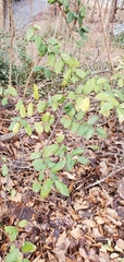 Elaeagnus pungens