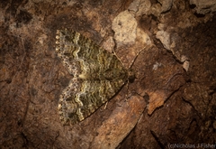 Crasilogia gressitti