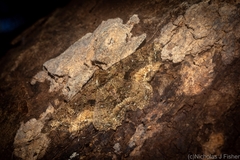 Paradromulia ambigua