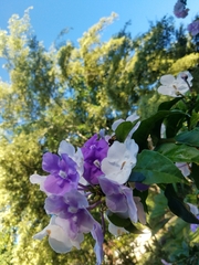 Brunfelsia pauciflora