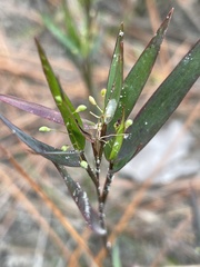 Dichanthelium webberianum