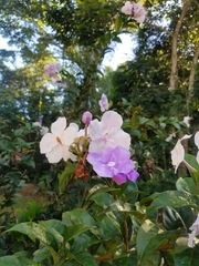 Brunfelsia pauciflora