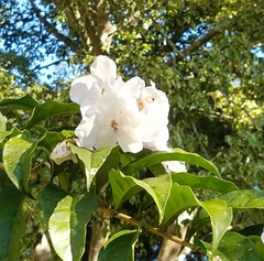 Brunfelsia pauciflora