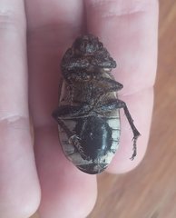 Dermolepida albohirtum