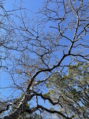 Quercus sinuata
