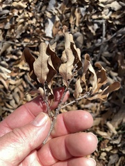 Quercus sinuata