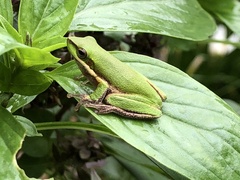 Litoria bicolor