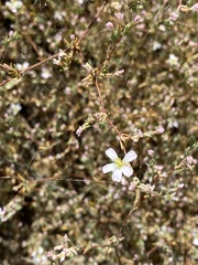 Frankenia pauciflora