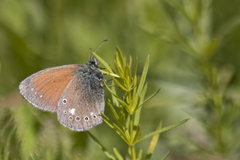 Coenonympha glycerion