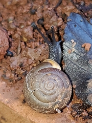 Triodopsis hopetonensis