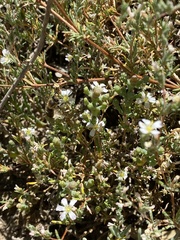 Frankenia pauciflora