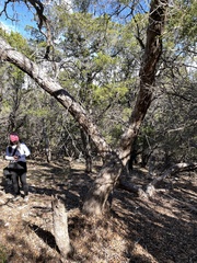 Quercus sinuata