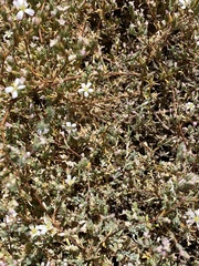 Frankenia pauciflora