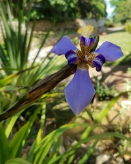 Trimezia coerulea