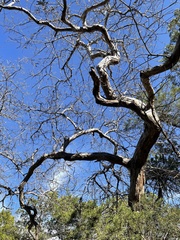 Quercus sinuata