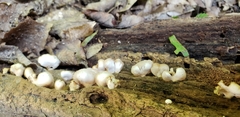 Crepidotus alabamensis
