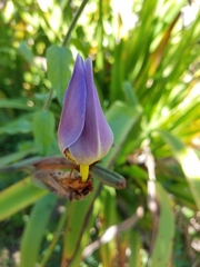 Trimezia coerulea