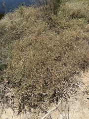 Frankenia pauciflora