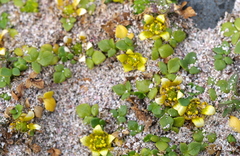 Ranunculus acaulis