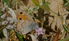 Pseudochazara mamurra