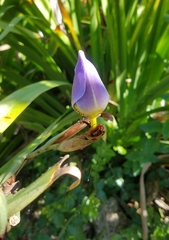 Trimezia coerulea
