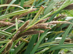 Carex trifida