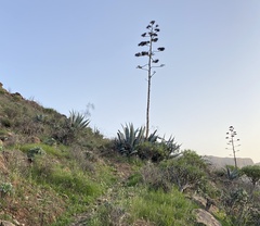 Agave americana